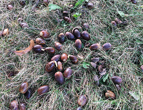 whiteoak acorns